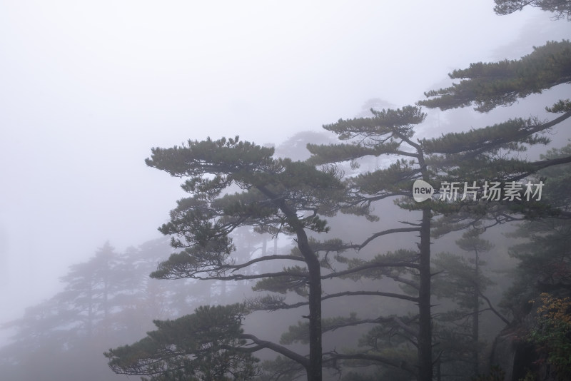 云雾下，安徽黄山的松树风景