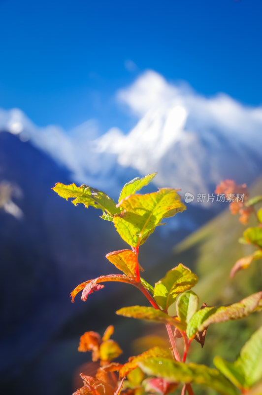 梅里雪山北破雪山自然风景