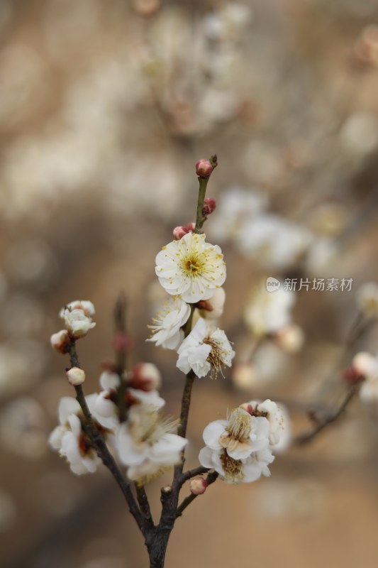 梅花系列