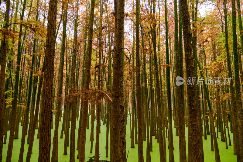 杭州临安青山湖水上森林池杉树