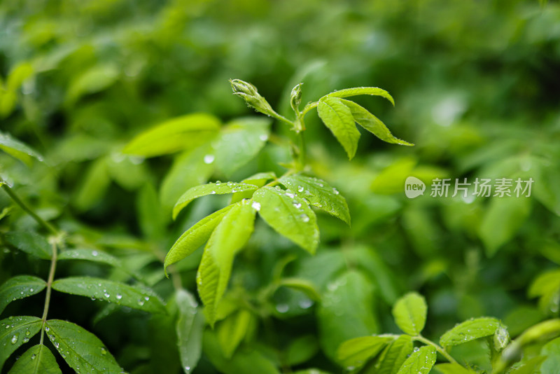 春天里生长的树叶和雨滴