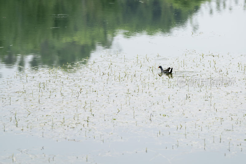 夏季在公园湿地湖泊里栖息觅食的黑水鸡