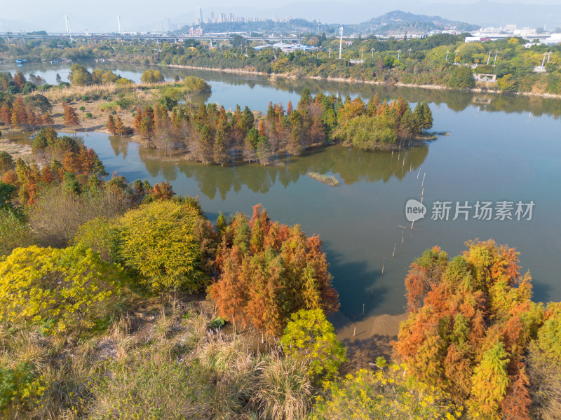 福州多彩树林沿水域分布的自然风景航拍