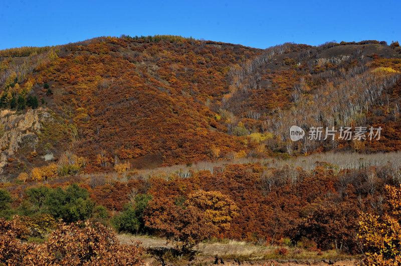 秋日坝上塞罕坝国家森林公园风景承德旅游