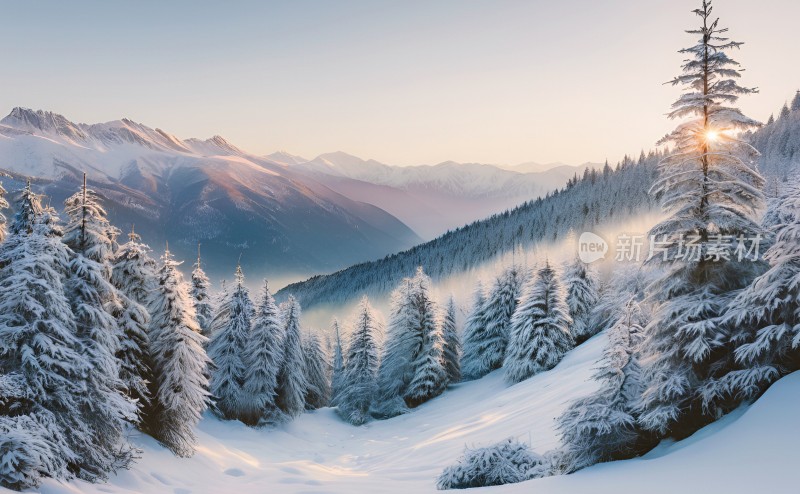 冬季森林白雪覆盖风景