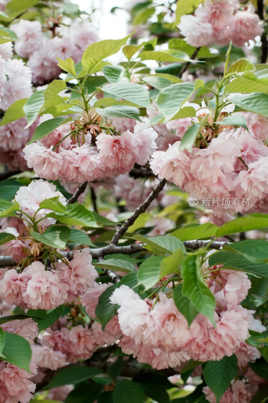 北京朝阳公园樱花