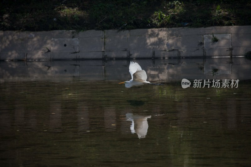 北京清河白鹭戏水