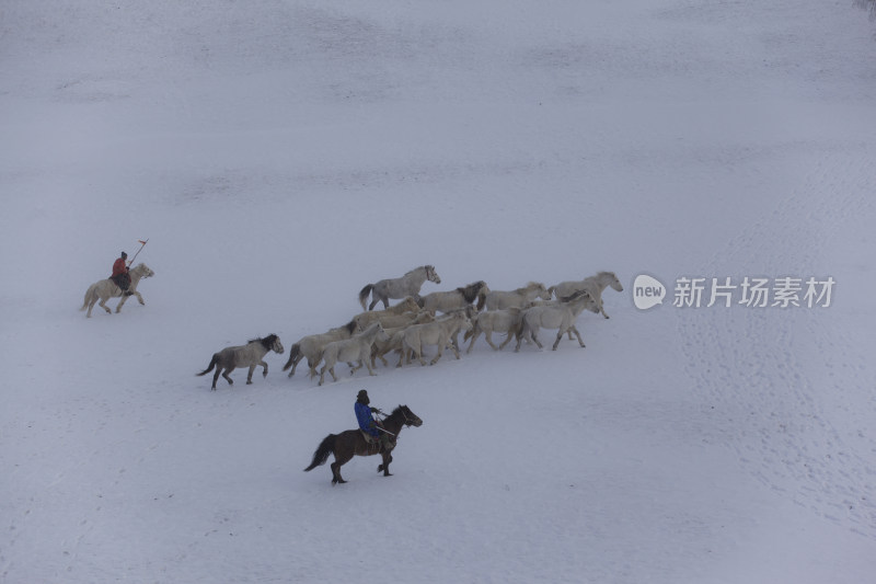 坝上冬日雪景马群羊群骆驼白桦树