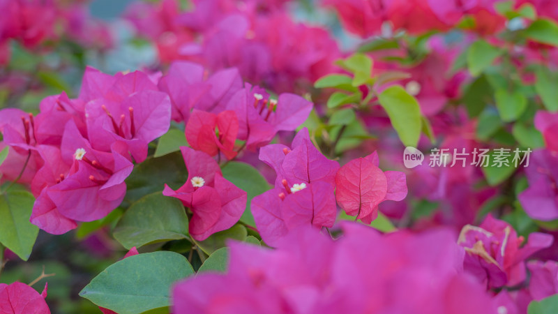 春花粉色三角梅水平视角