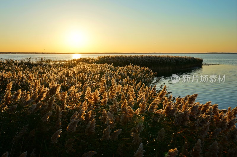 内蒙古额济纳，日出时分，居延海的芦苇荡