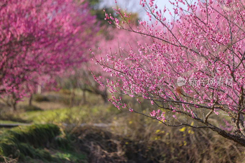 花开海上梅花节