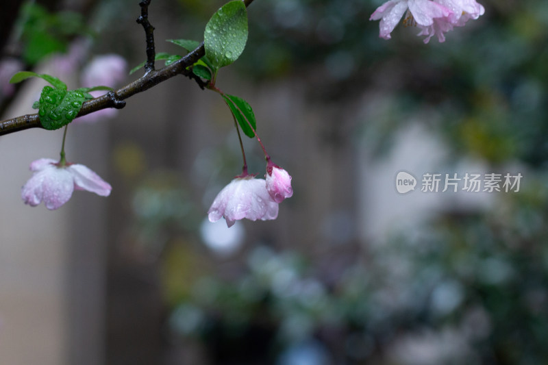 雨中的粉色海棠花素材