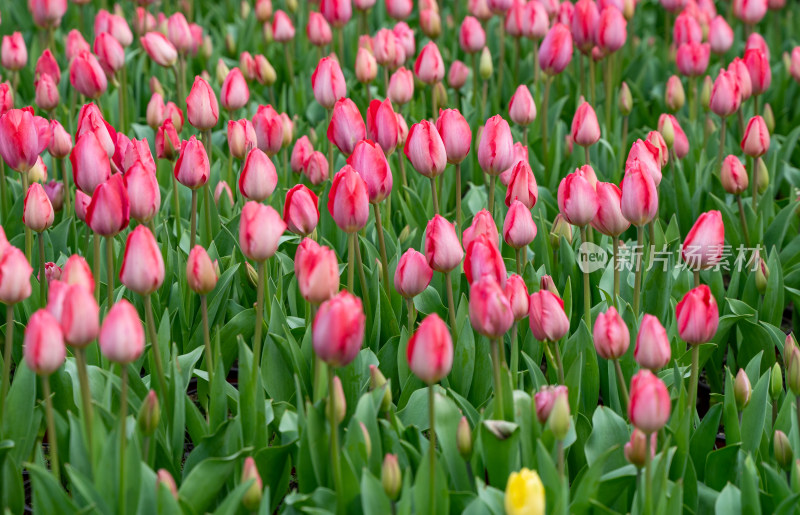 色彩鲜艳的粉色郁金香花海