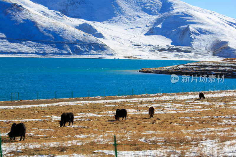 中国西藏羊卓雍措湖羊湖冬季雪景