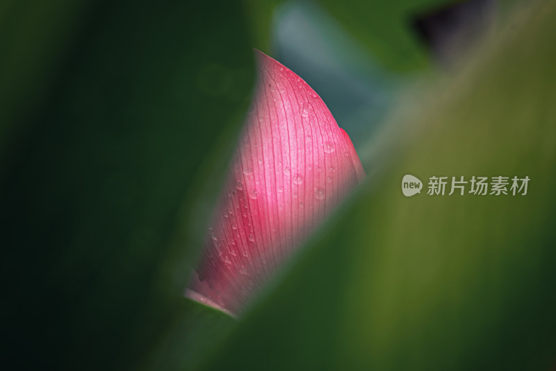 荷花花瓣上的水珠