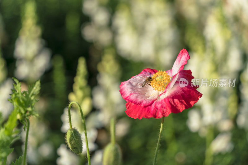 花朵特写与蜜蜂