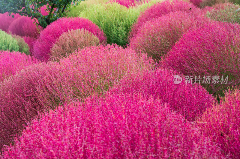 大连英歌石植物园秋天红色的地肤草