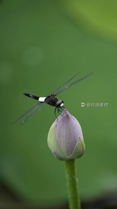 蜻蜓落在荷花上