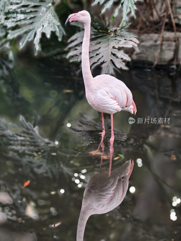 水中优雅火烈鸟的美丽倒影