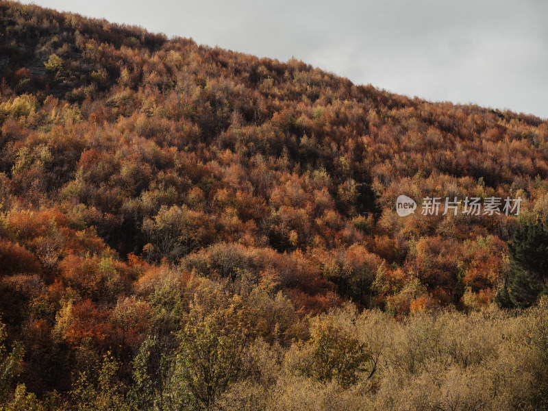 新西兰秋天的箭镇 满山金黄秋叶