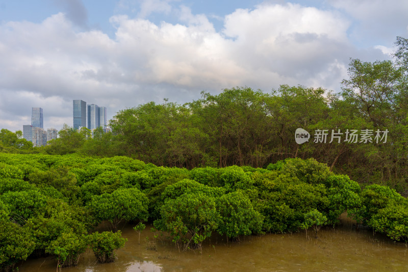 广东深圳福田红树林湿地公园