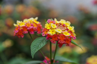 美丽盛开的花朵