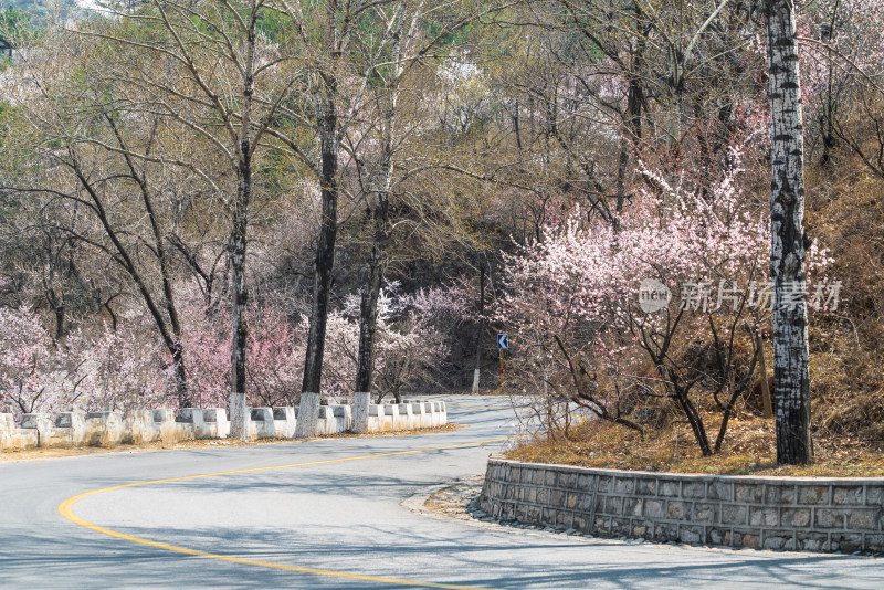 春天北京山区公路旁盛开的山杏花