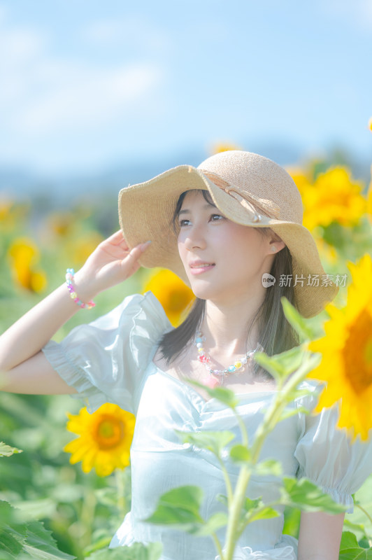 海南三亚随风摇曳的向日葵花田蜜蜂采蜜