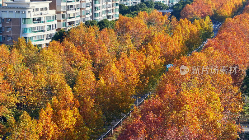 秋景中道路的航拍画面