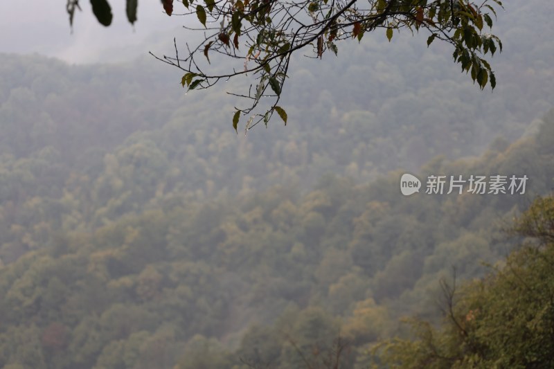 山林枝叶远景