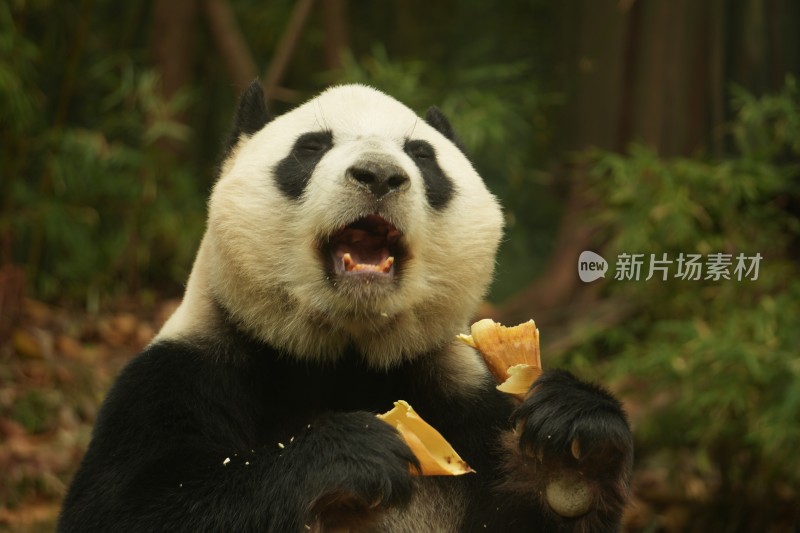 熊猫萌萌啃食竹叶的可爱模样