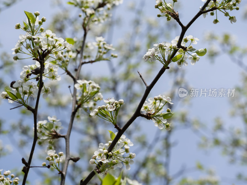 春天白色梨花开放