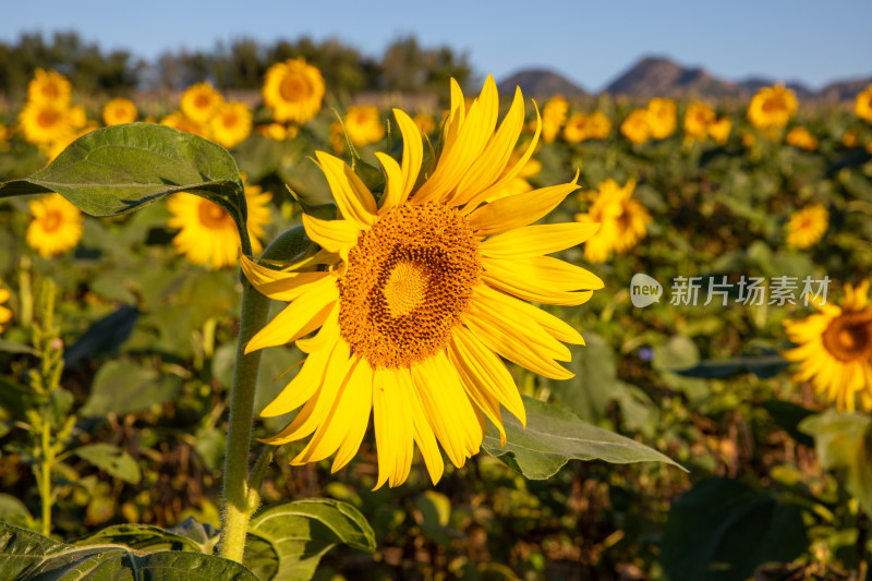 向日葵向阳花