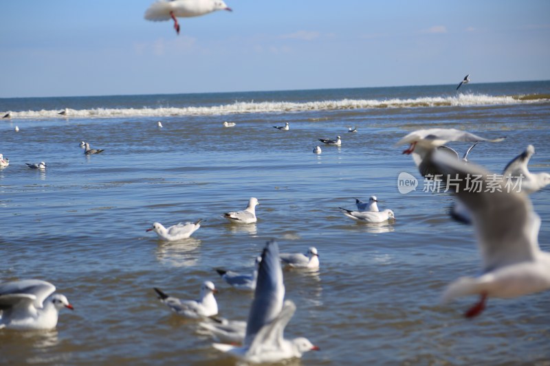 海边海鸥嬉戏景象