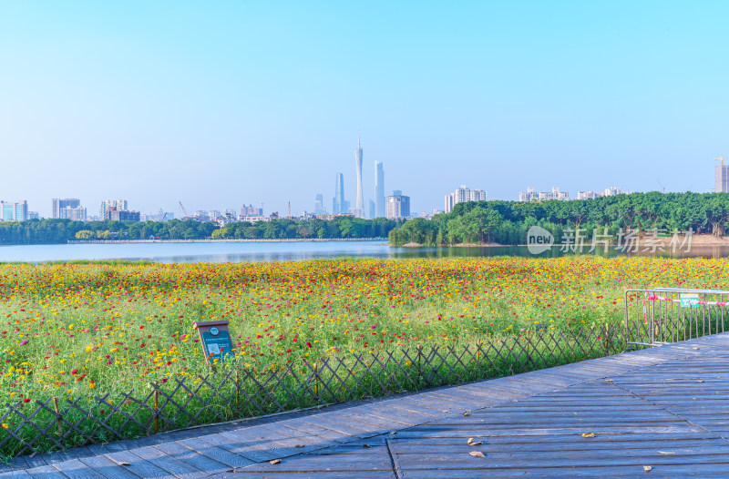 广州海珠湖公园鲜花花园与城市摩天大楼建筑