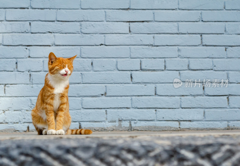 一只蹲在白色砖墙前打哈欠的花猫