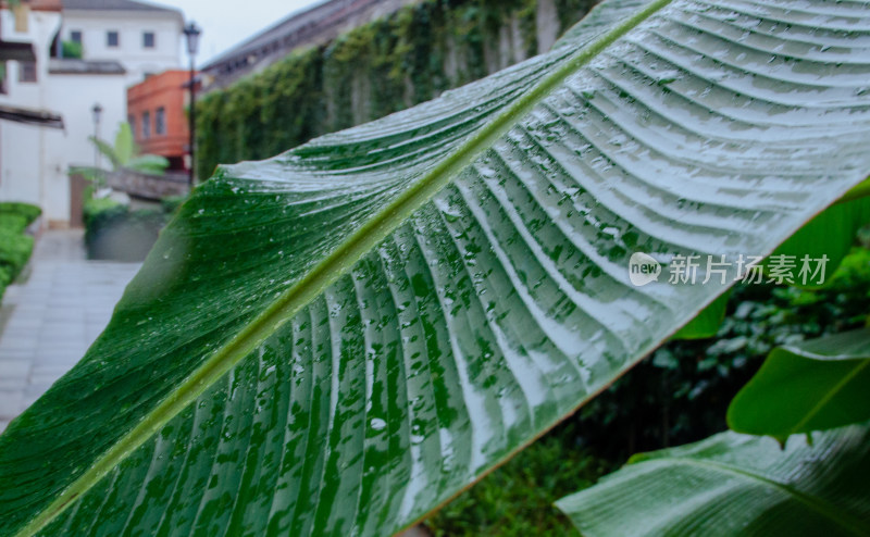 下雨天，雨水打湿芭蕉叶