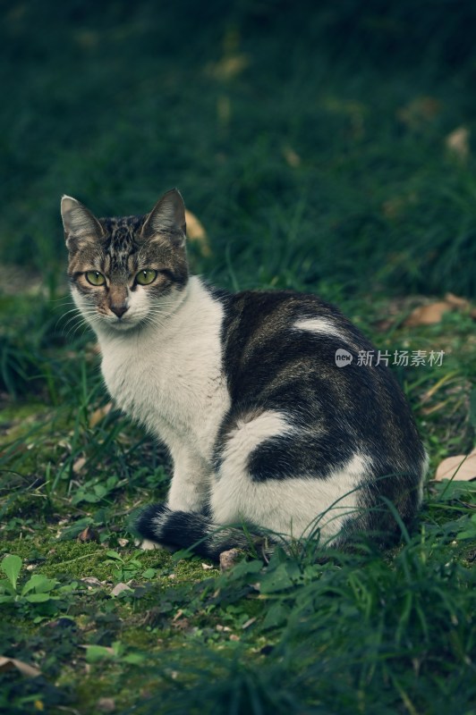 高冷猫猫