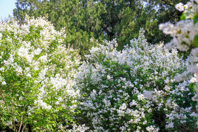 春天四月丁香花花卉开放治愈清新