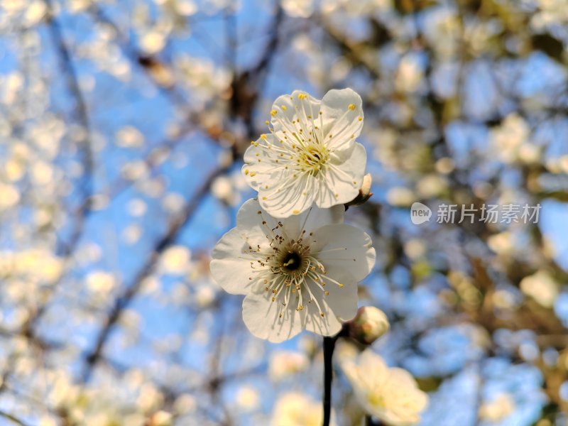 枝头盛开的白色花朵特写