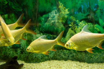 水族箱观赏鱼群嬉戏