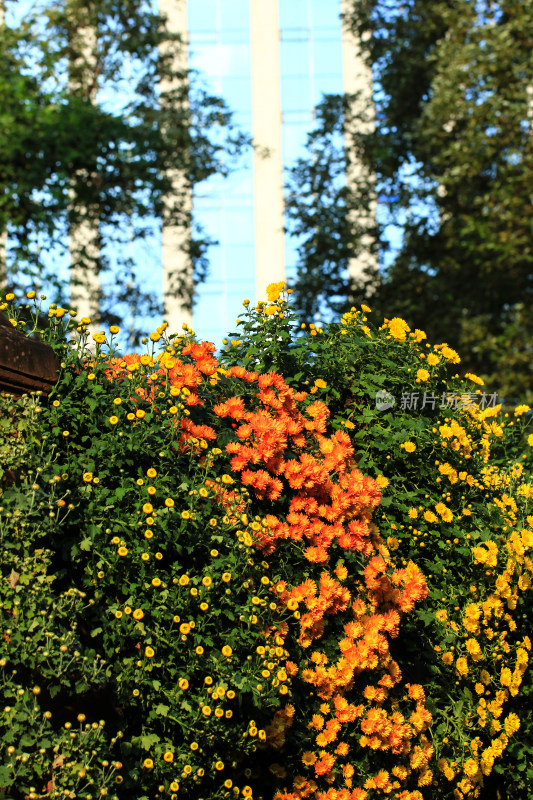 菊花花墙背景素材实拍