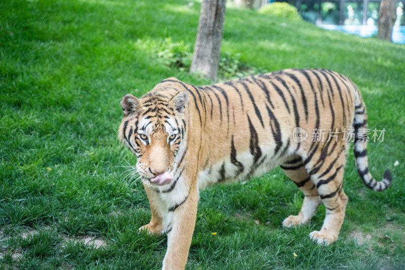 老虎西伯利亚虎在草坪行走