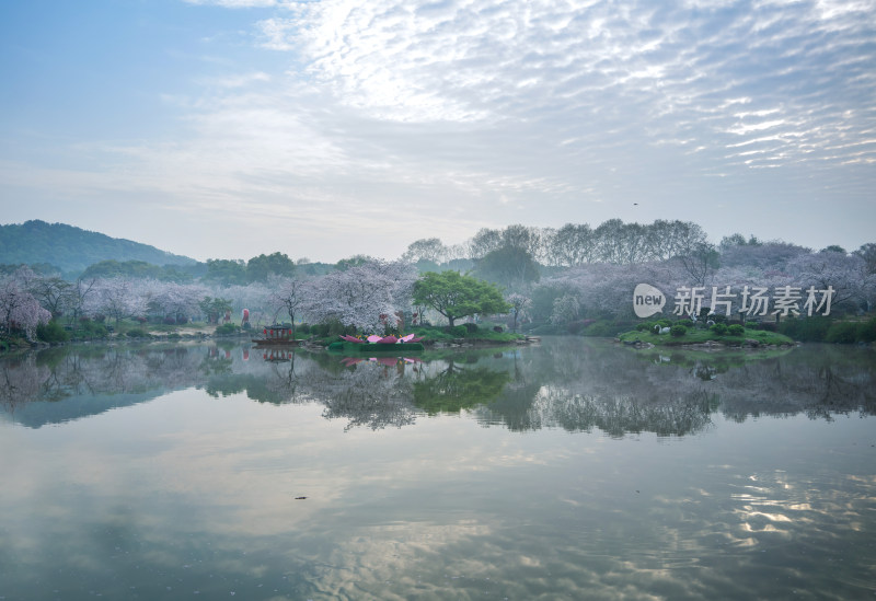 武汉东湖樱园樱花