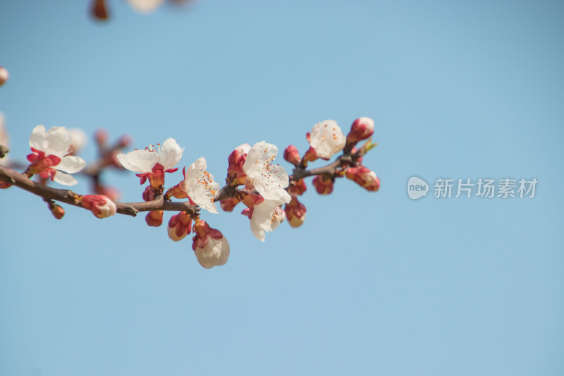 蓝天背景下梅花特写