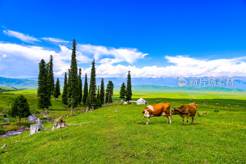 春天夏天那拉提空中草原大自然风景