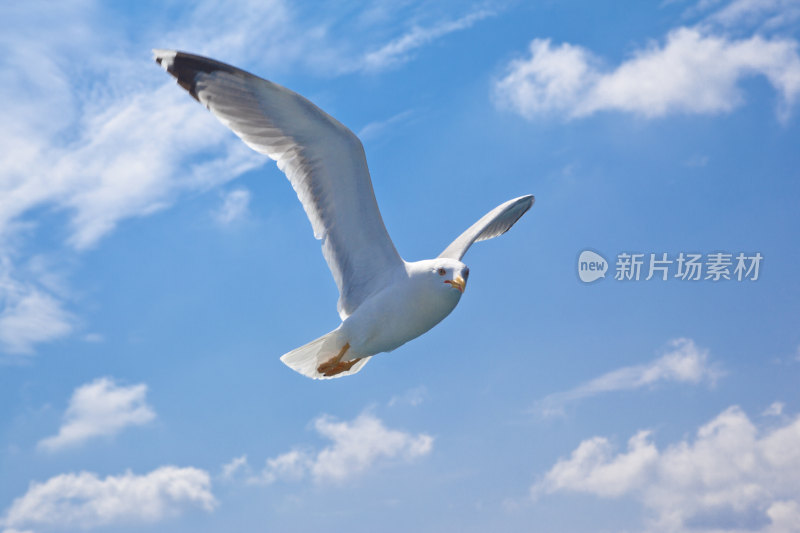 蓝天中飞翔的海鸥