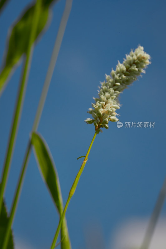 夏天的花草