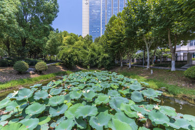 武汉江汉区后襄河公园风景