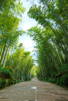 四川宜宾蜀南竹海